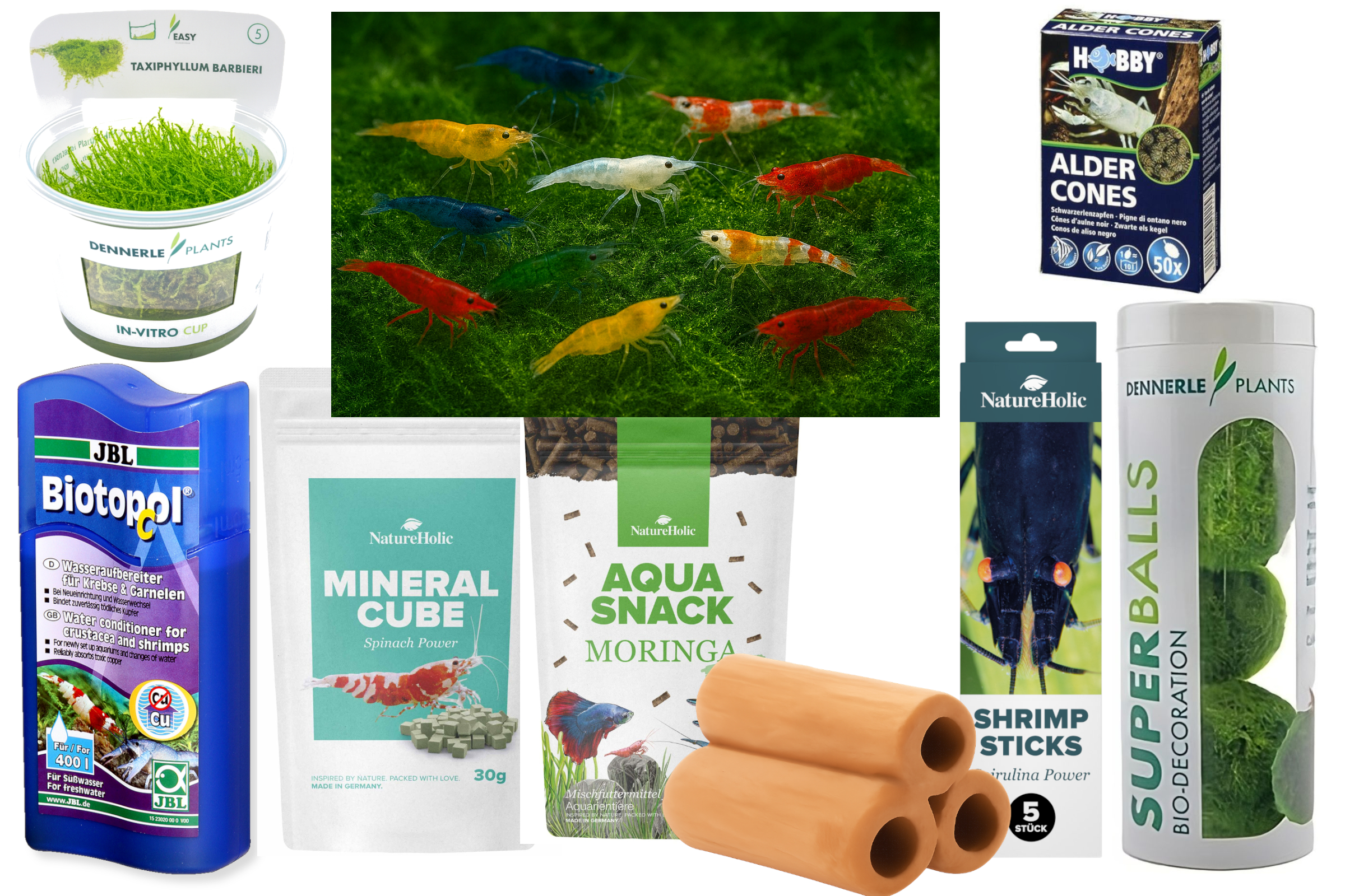 Verschiedene bunte Garnelen mit Aquariumzubehör und Pflanzen